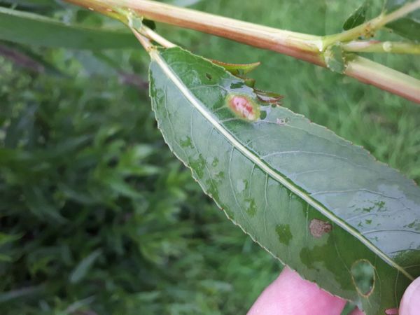 Hrčiarka Pontania proxima