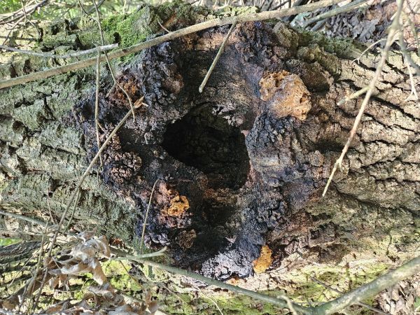 Ry&scaron;avec datl&iacute;