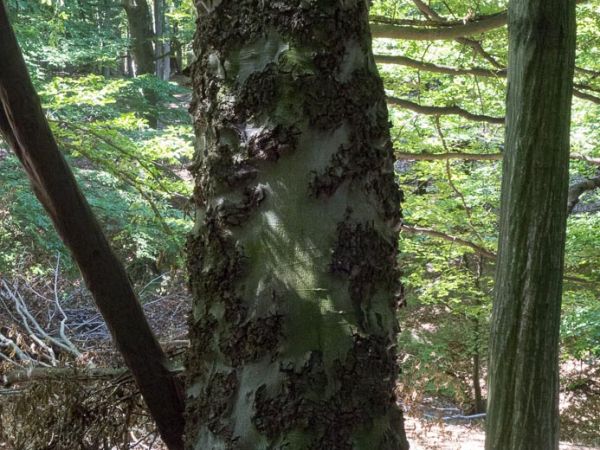 Lykožr&uacute;t bukov&yacute;