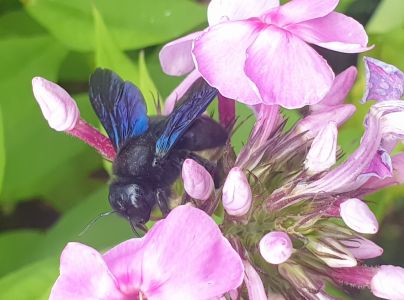 Drev&aacute;r fialov&yacute;