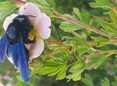 Drev&aacute;r fialov&yacute;