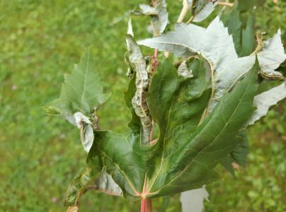 A - nejednoznačne určen&yacute;, nie sme si ist&iacute;