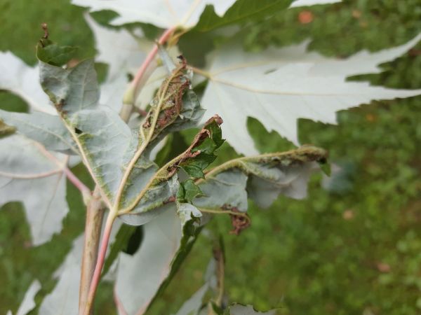 A - nejednoznačne určen&yacute;, nie sme si ist&iacute;
