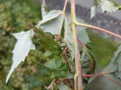 A - nejednoznačne určen&yacute;, nie sme si ist&iacute;