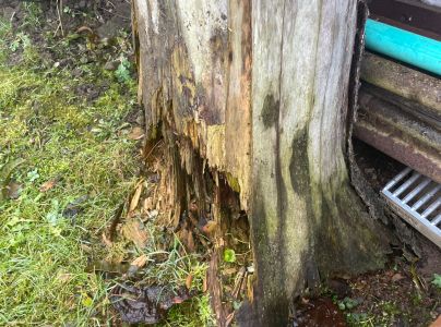 Lesklok&ocirc;rovka ihličnanov&aacute;