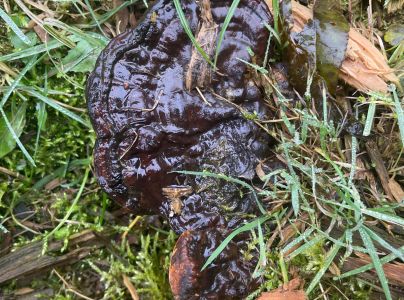 Lesklok&ocirc;rovka ihličnanov&aacute;