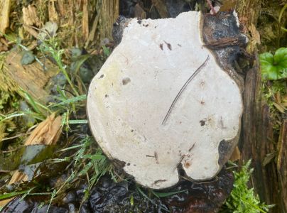 Lesklok&ocirc;rovka ihličnanov&aacute;