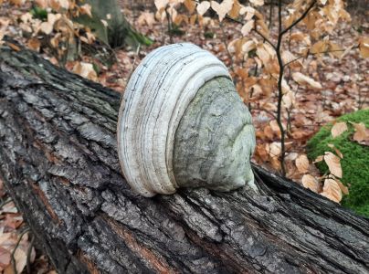 Pr&aacute;chnovec kopytovit&yacute;