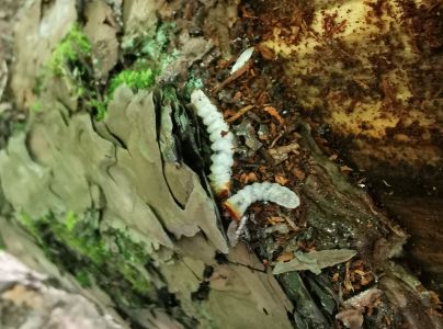 Vrz&uacute;nik Monochamus galloprovincialis 