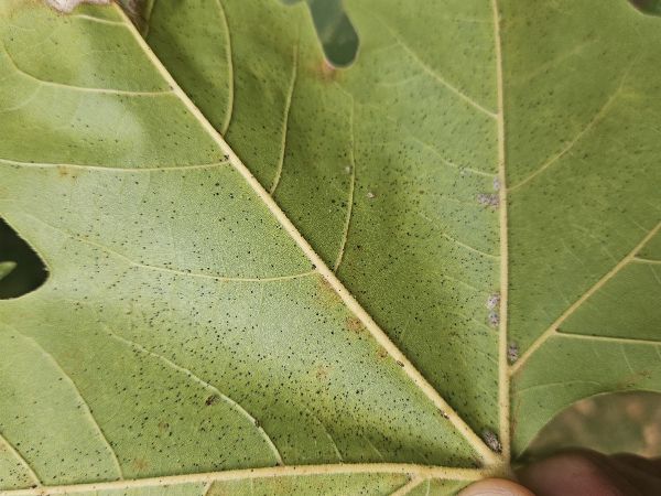 Sietnička platanov&aacute;