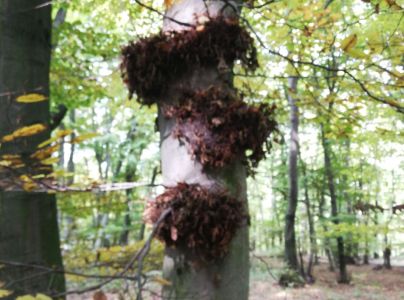 A - nejednoznačne určen&yacute;, nie sme si ist&iacute;