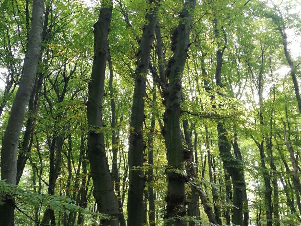 A - nejednoznačne určen&yacute;, nie sme si ist&iacute;