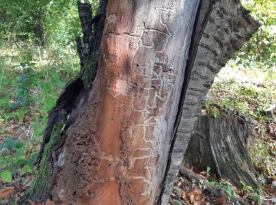 A - nejednoznačne určen&yacute;, nie sme si ist&iacute;