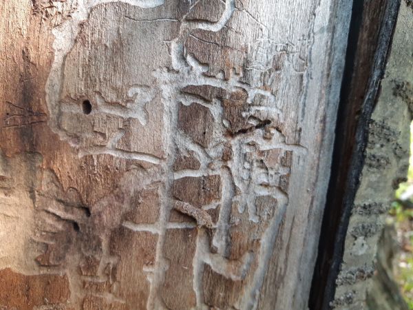 A - nejednoznačne určen&yacute;, nie sme si ist&iacute;