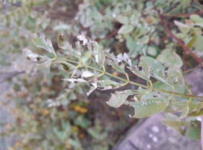 A - nejednoznačne určen&yacute;, nie sme si ist&iacute;