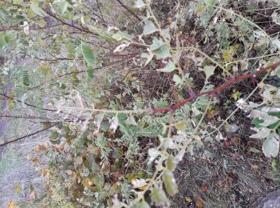 A - nejednoznačne určen&yacute;, nie sme si ist&iacute;