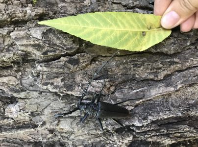 Fuz&aacute;č veľk&yacute;