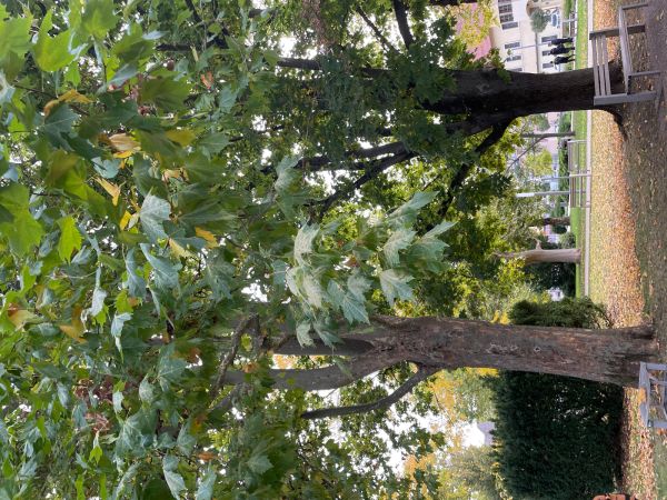 Sietnička platanov&aacute;