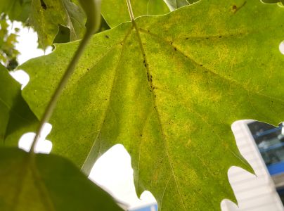 Sietnička platanov&aacute;