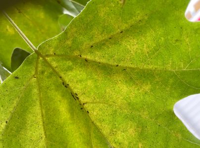 Sietnička platanov&aacute;