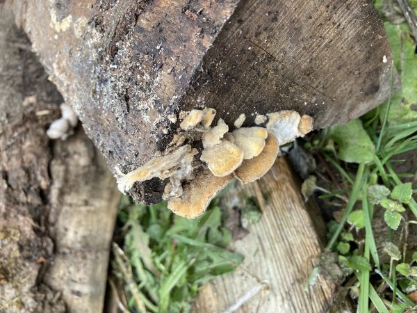 Tr&uacute;dnikovec chlpat&yacute;