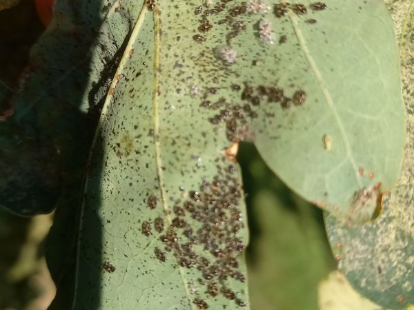 Sietnička dubov&aacute;