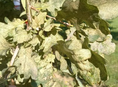 Sietnička dubov&aacute;