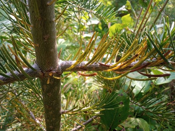 A - nejednoznačne určen&yacute;, nie sme si ist&iacute;