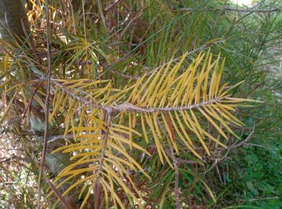 A - nejednoznačne určen&yacute;, nie sme si ist&iacute;