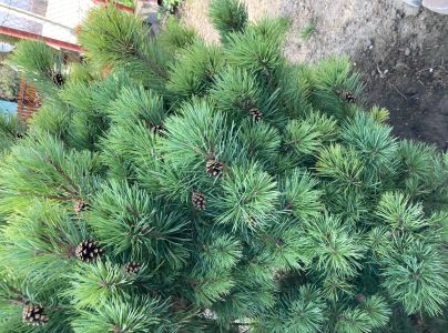 A - nejednoznačne určen&yacute;, nie sme si ist&iacute;