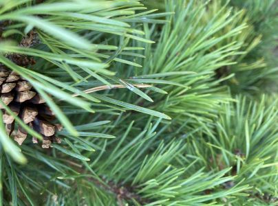 A - nejednoznačne určen&yacute;, nie sme si ist&iacute;