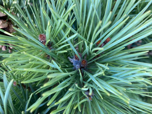 A - nejednoznačne určen&yacute;, nie sme si ist&iacute;