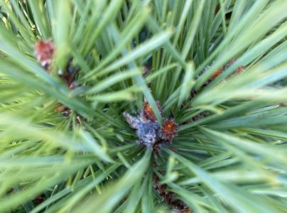 A - nejednoznačne určen&yacute;, nie sme si ist&iacute;