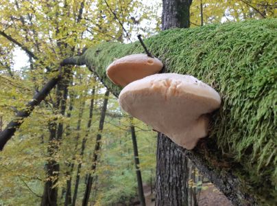 A - nie je v datab&aacute;ze