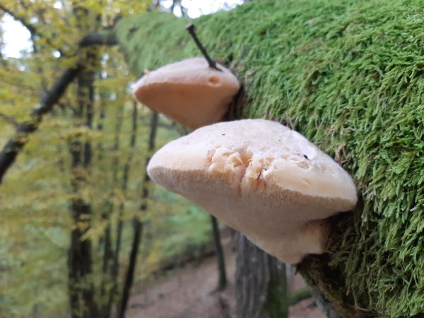 A - nie je v datab&aacute;ze