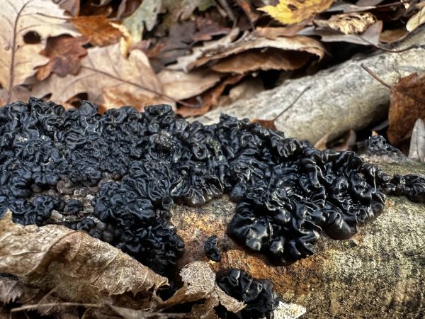 Tmavor&ocirc;solovec mozgovit&yacute;