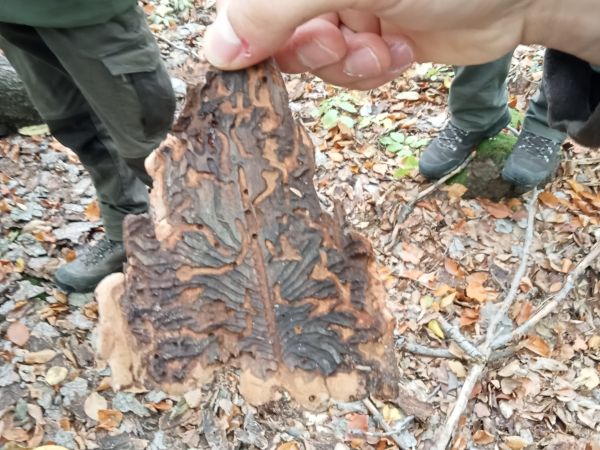 Lykožr&uacute;t smrekov&yacute;