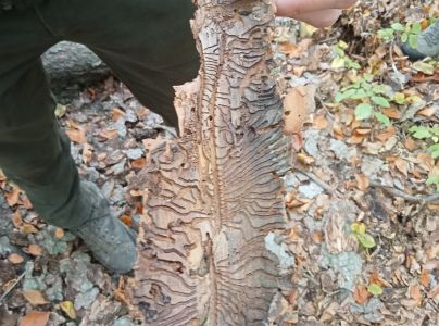 Lykožr&uacute;t smrekov&yacute;