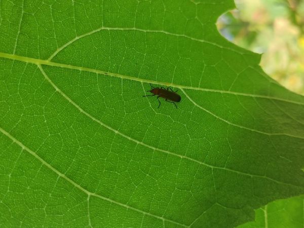 A - nejednoznačne určen&yacute;, nie sme si ist&iacute;