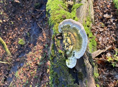 Tr&uacute;dnikovec hrbat&yacute;