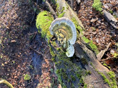 Tr&uacute;dnikovec hrbat&yacute;