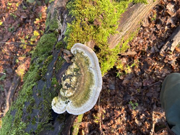 Tr&uacute;dnikovec hrbat&yacute;