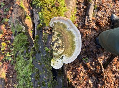 Tr&uacute;dnikovec hrbat&yacute;