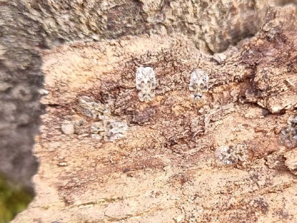 Sietnička dubov&aacute;