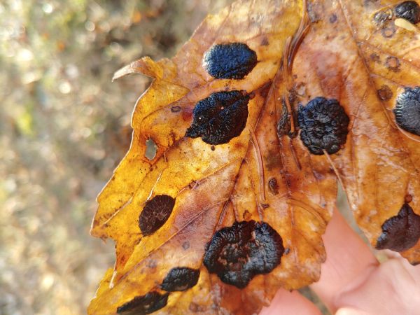 Čerň javorov&aacute;