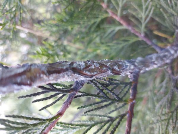 A - nejednoznačne určen&yacute;, nie sme si ist&iacute;