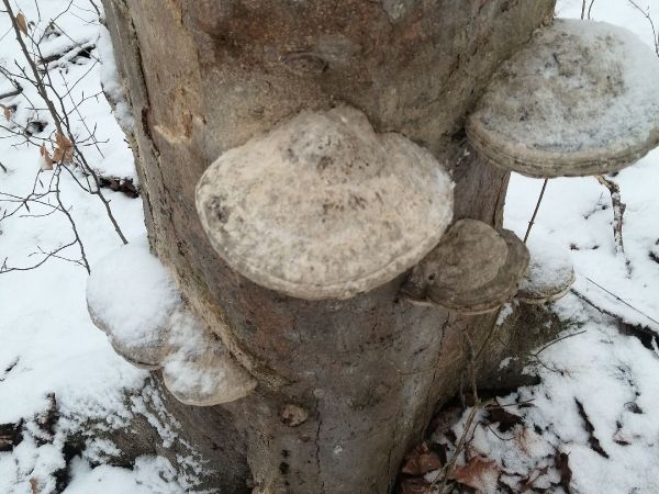 Pr&aacute;chnovec kopytovit&yacute;