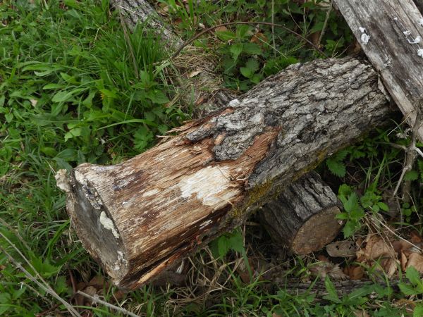 Drvin&aacute;rik pňov&yacute;