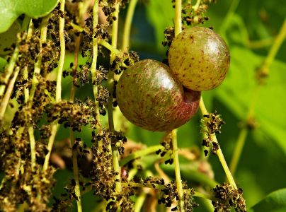 Hrčiarka Neuroterus quercusbaccarum