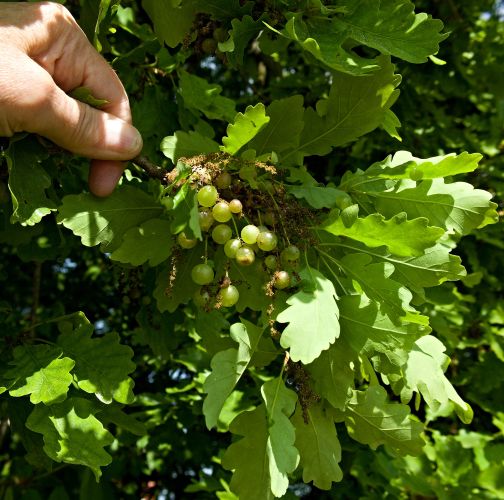 Ing. Ladislav kočik